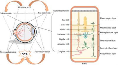 The pathophysiological mechanisms underlying diabetic retinopathy